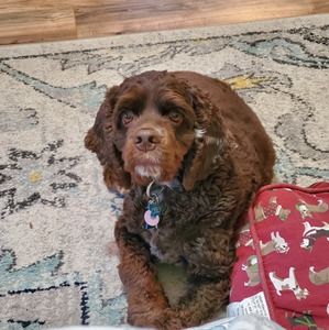 Meet your Posher, Robin